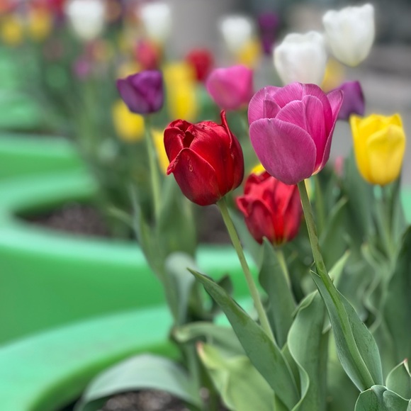 Meet your Posher, Paula - Picture 1 of 1